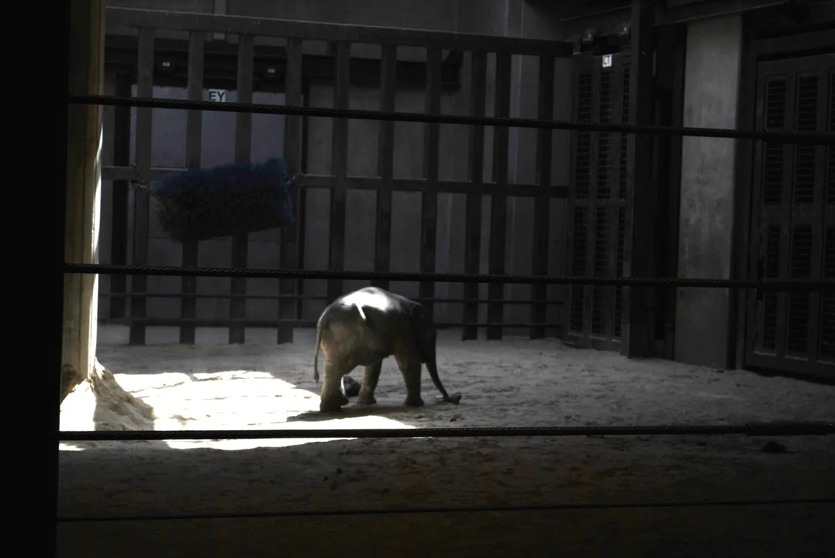 Baby Linh Mai in a patch of sunlight inside the barn