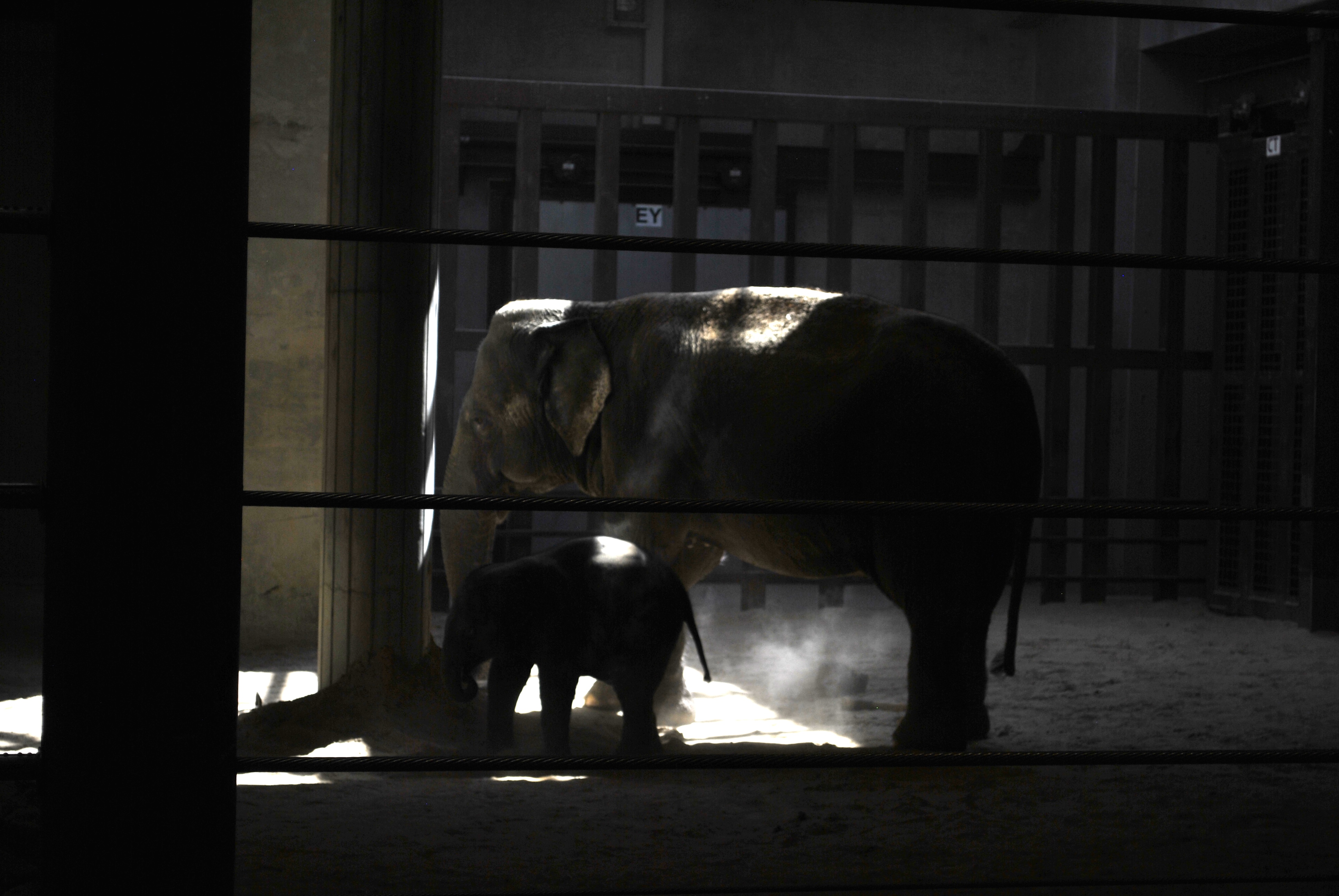 Silhouette of mother elephant and Linh Mai indoors