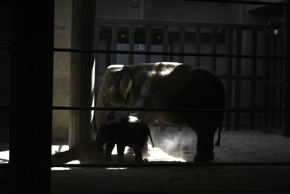 Silhouette of mother elephant and Linh Mai indoors