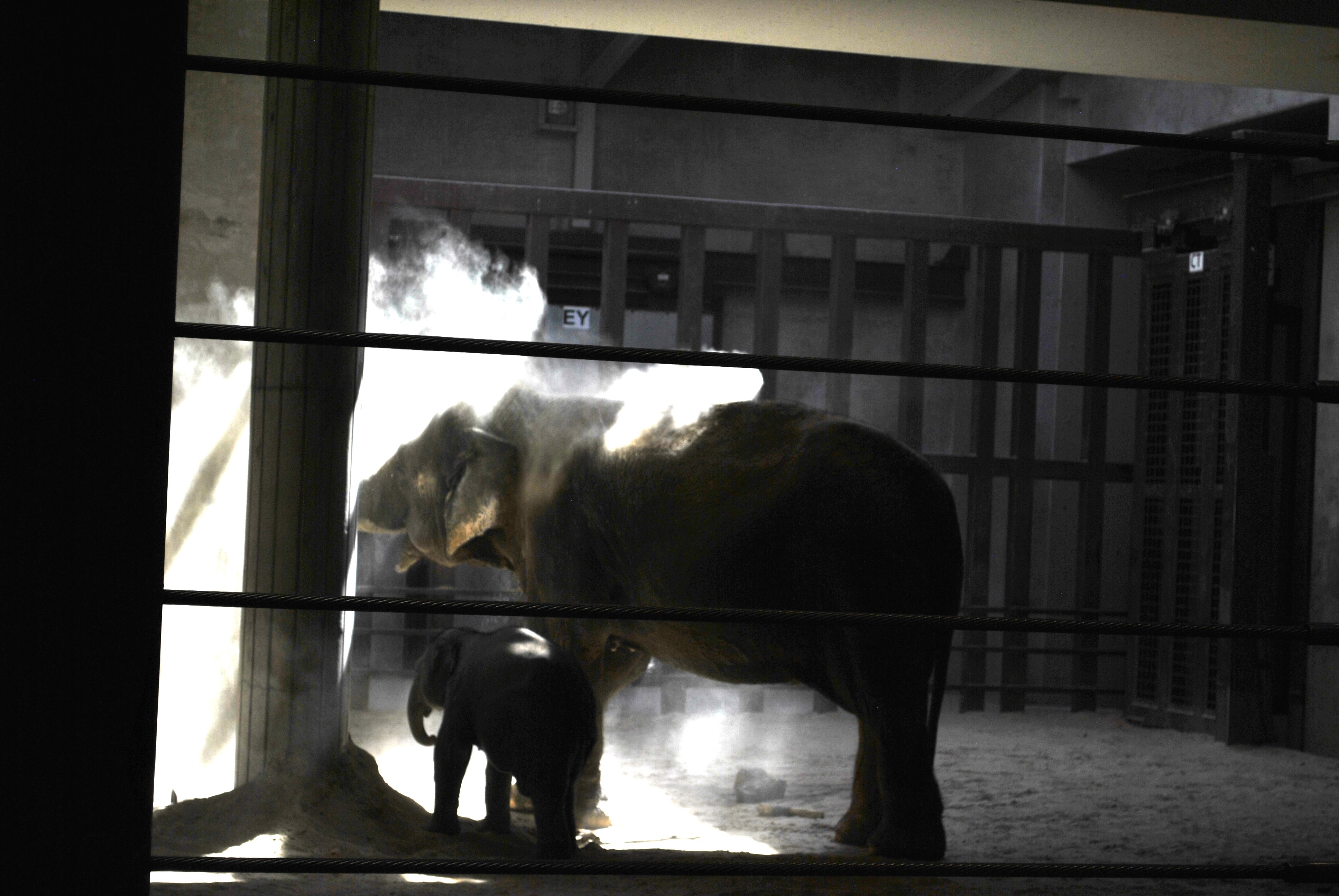 Adult elephant with baby Linh Mai in the Elephant House