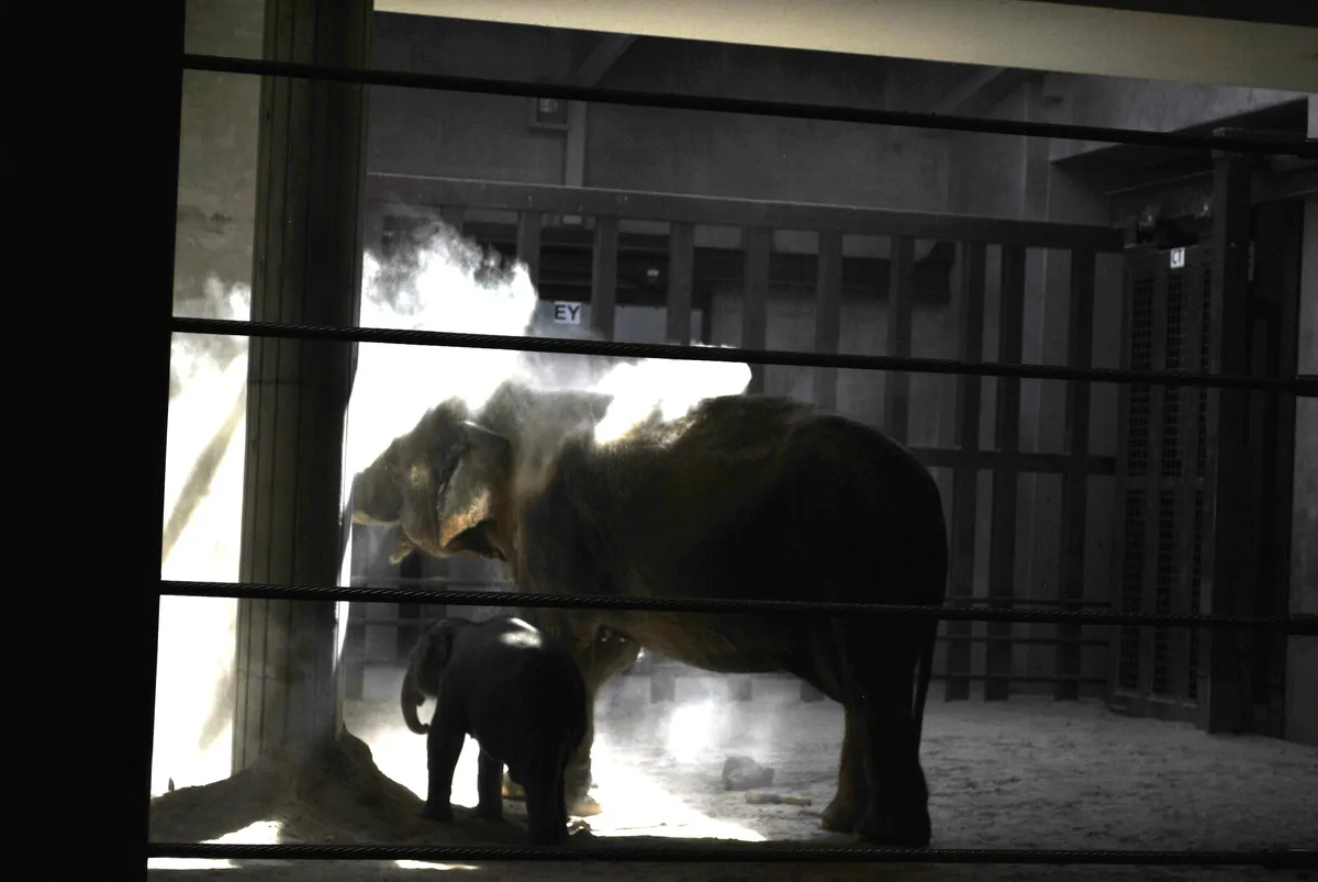 Adult elephant with baby Linh Mai in the Elephant House
