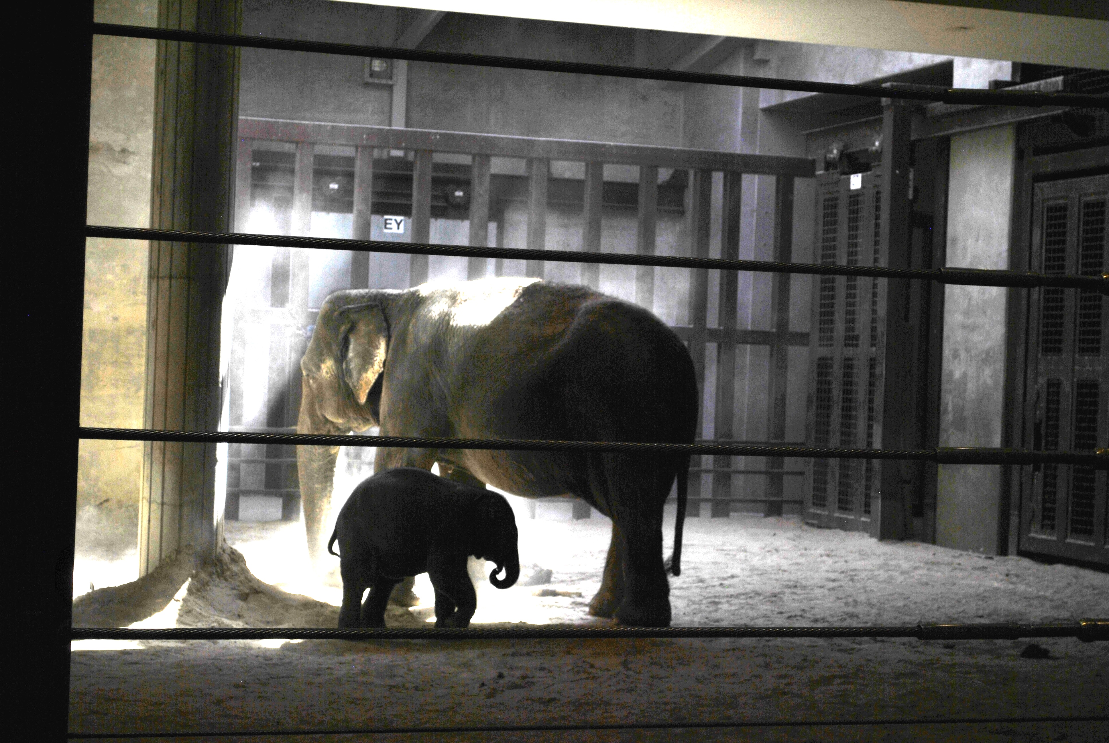 Linh Mai standing close to her caretaker elephant