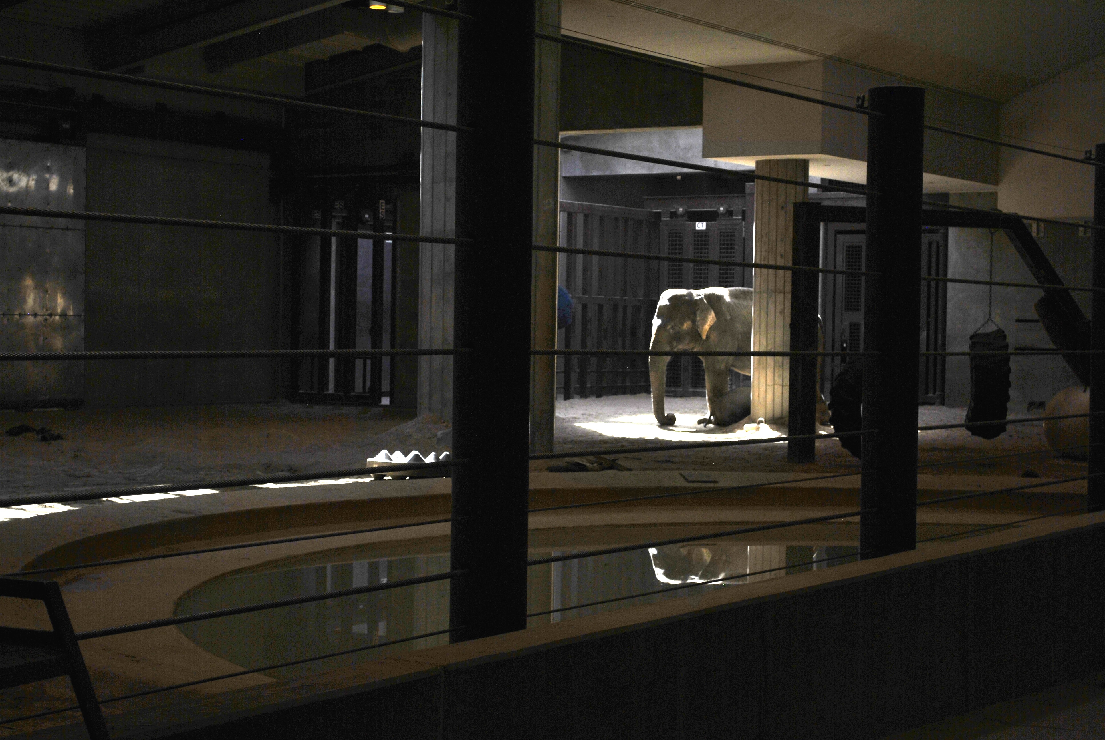 Elephant seen through the indoor viewing barriers