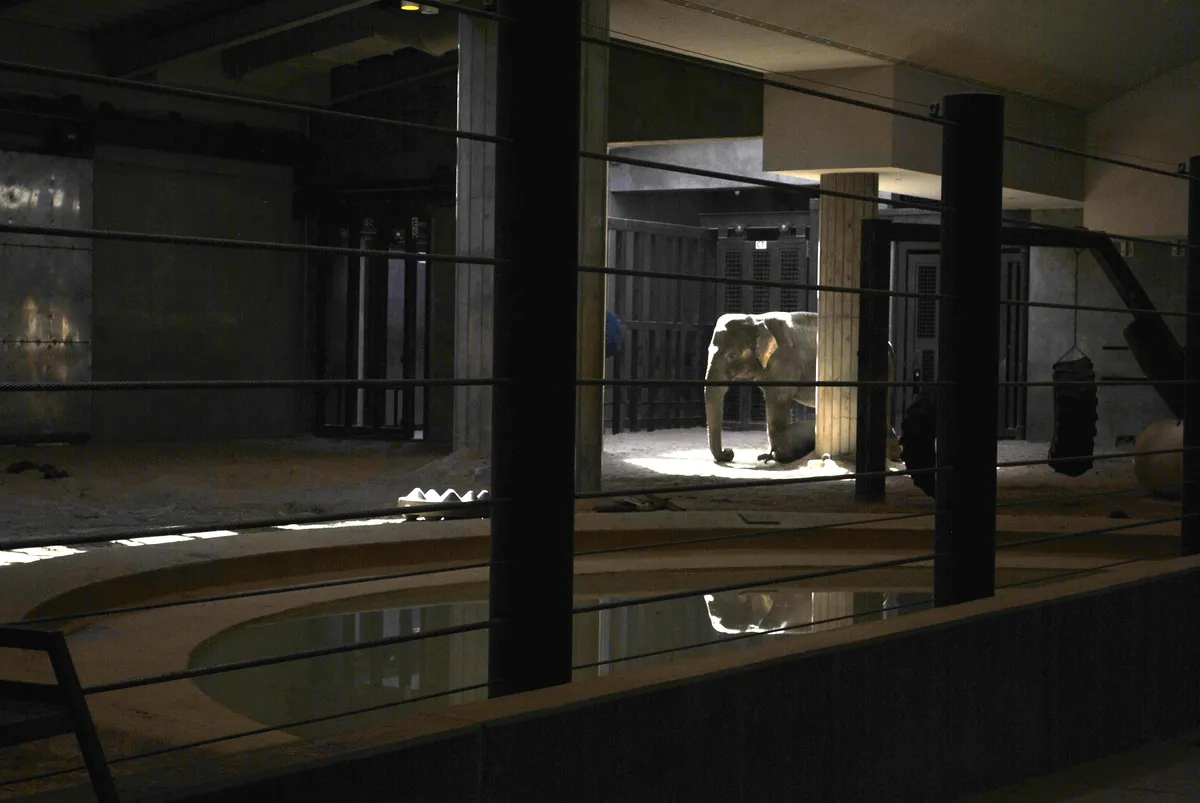 Elephant seen through the indoor viewing barriers