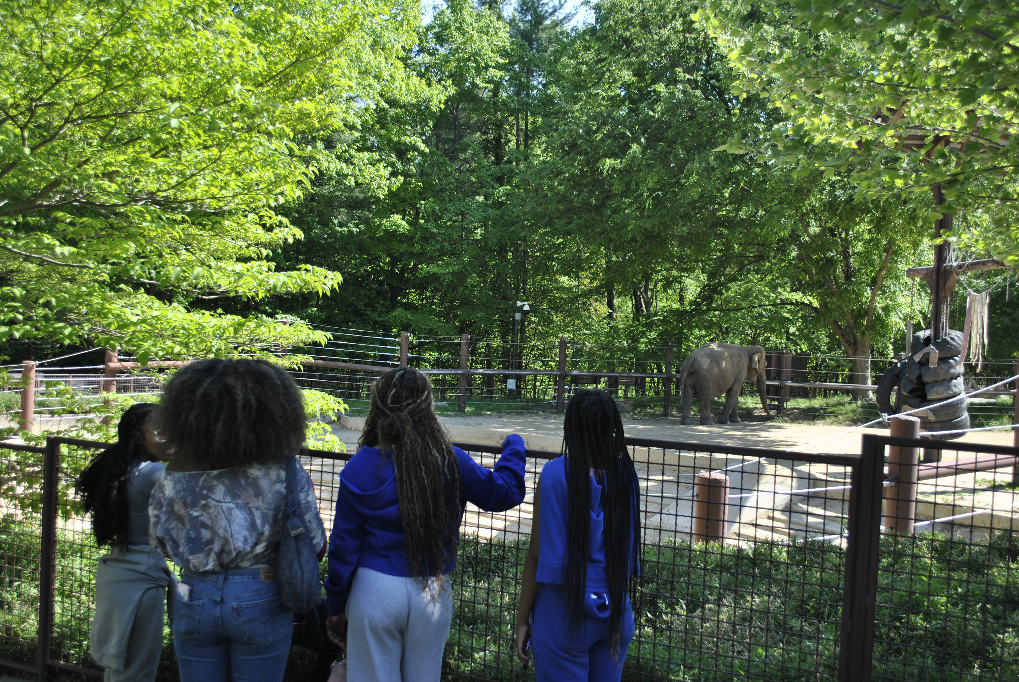 Visitors watching elephants from the outdoor overlook