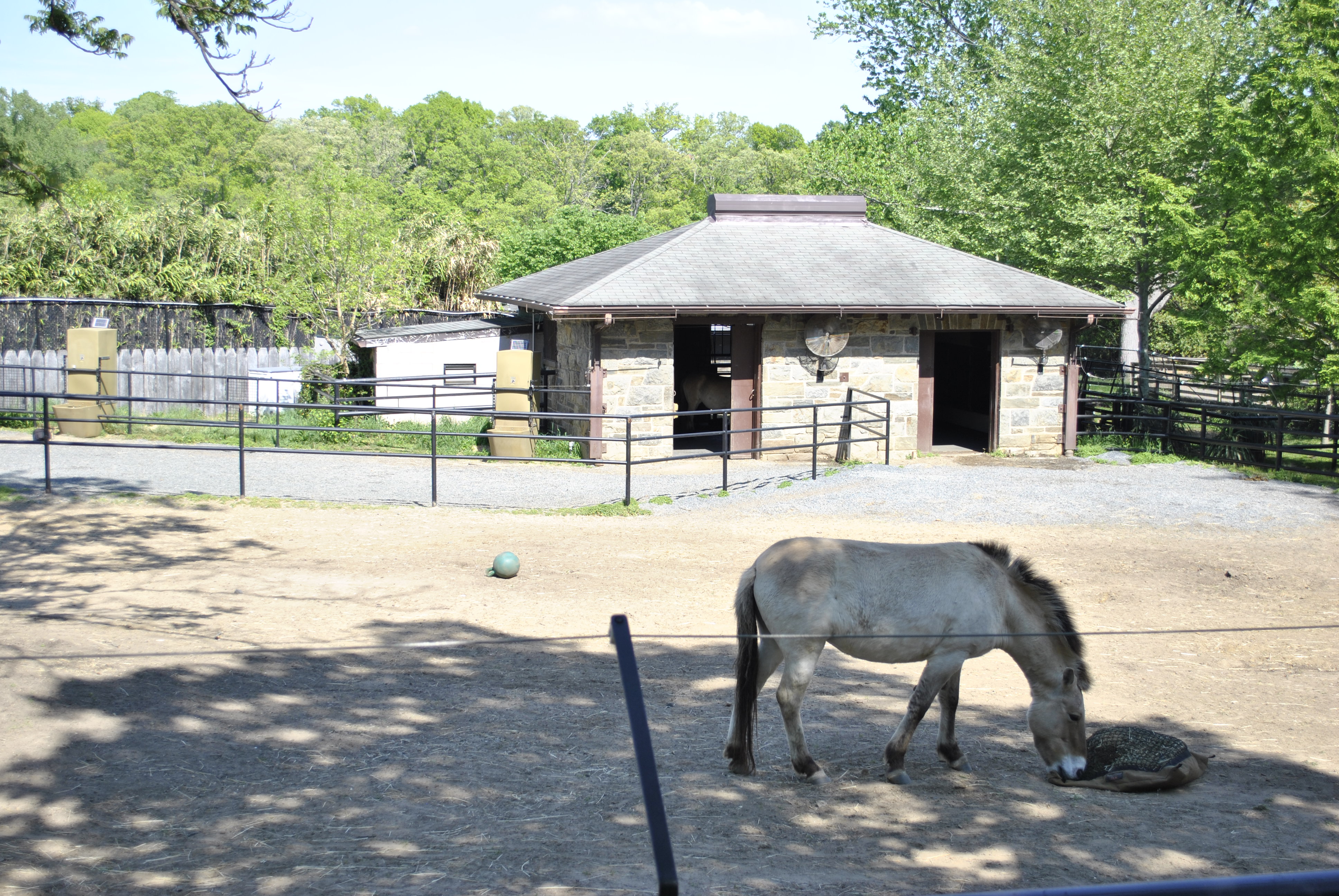 Przewalski's horse in the enclosure