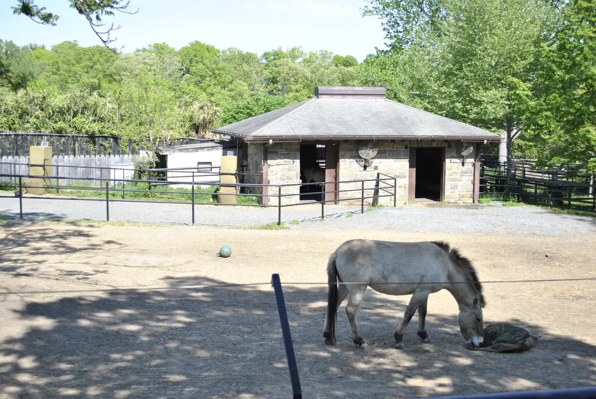 Przewalski's horse in the enclosure