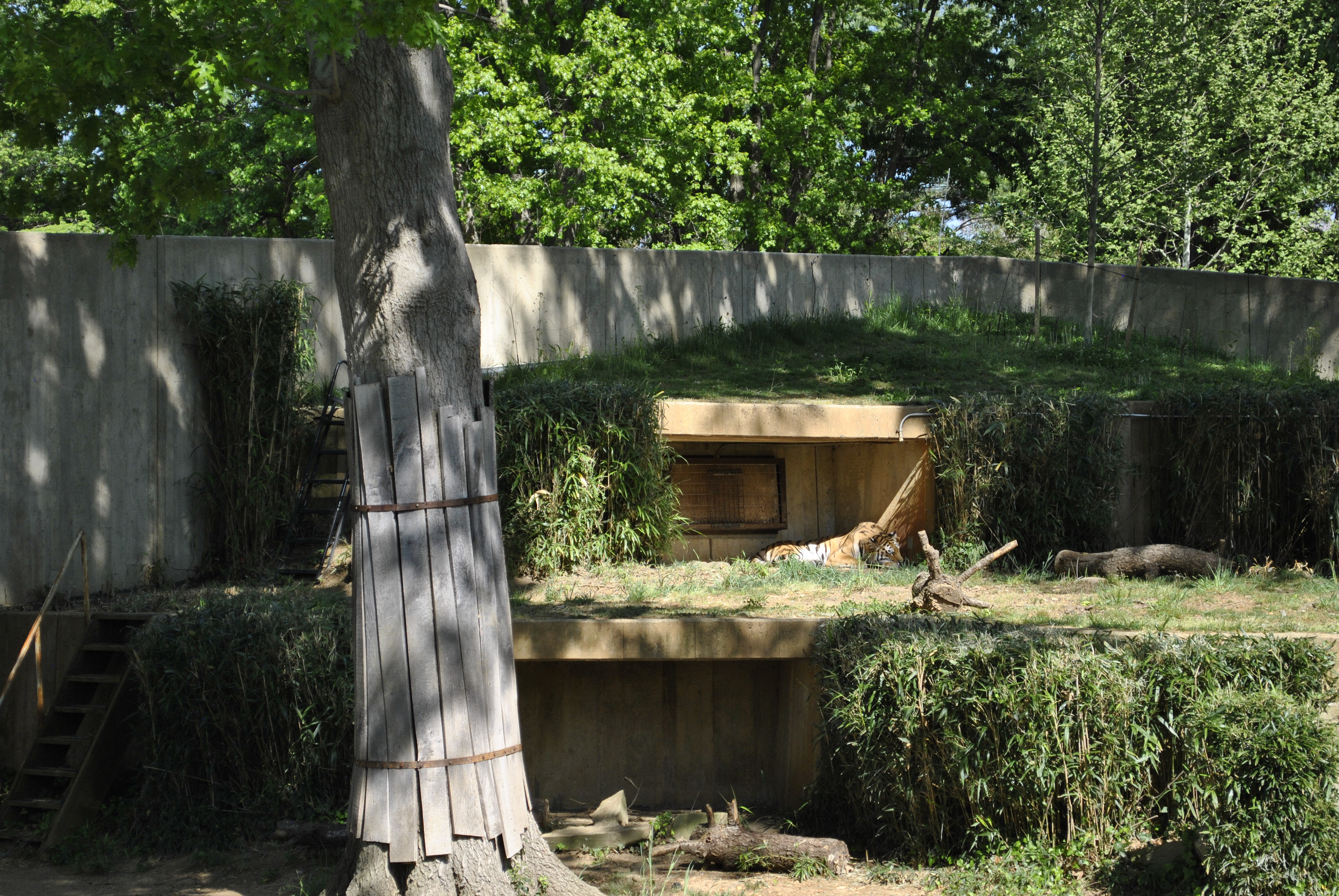 Tiger resting in the Great Cats exhibit