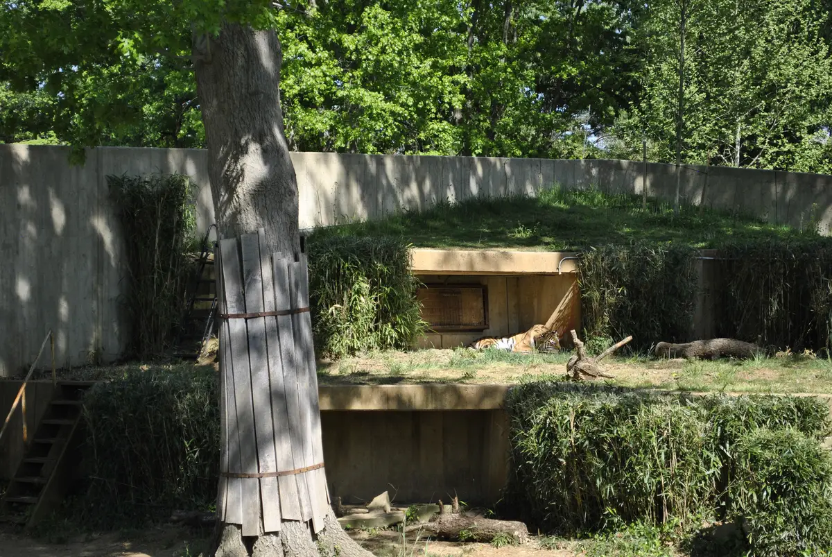 Tiger resting in the Great Cats exhibit