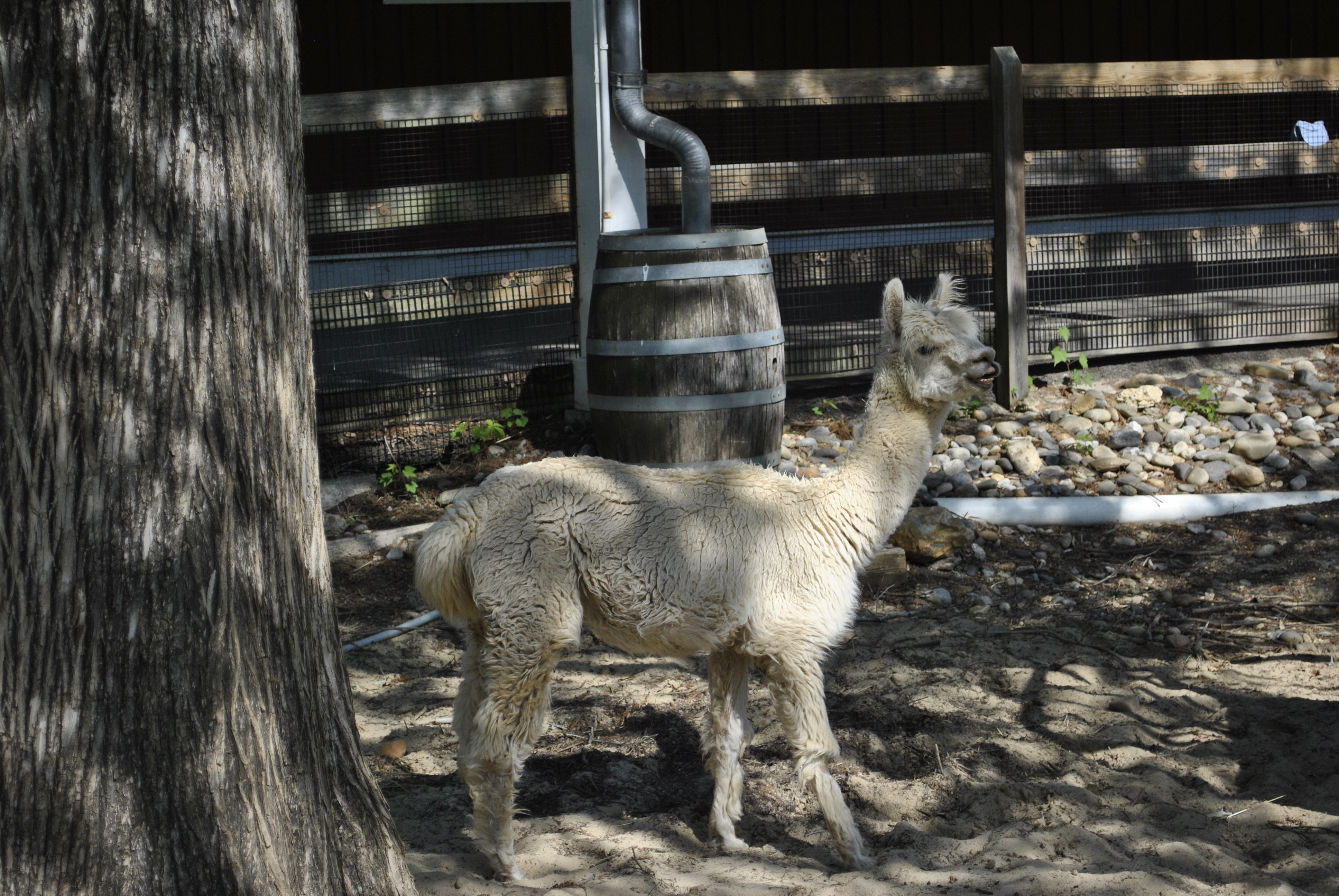 Alpaca at the Kids' Farm area