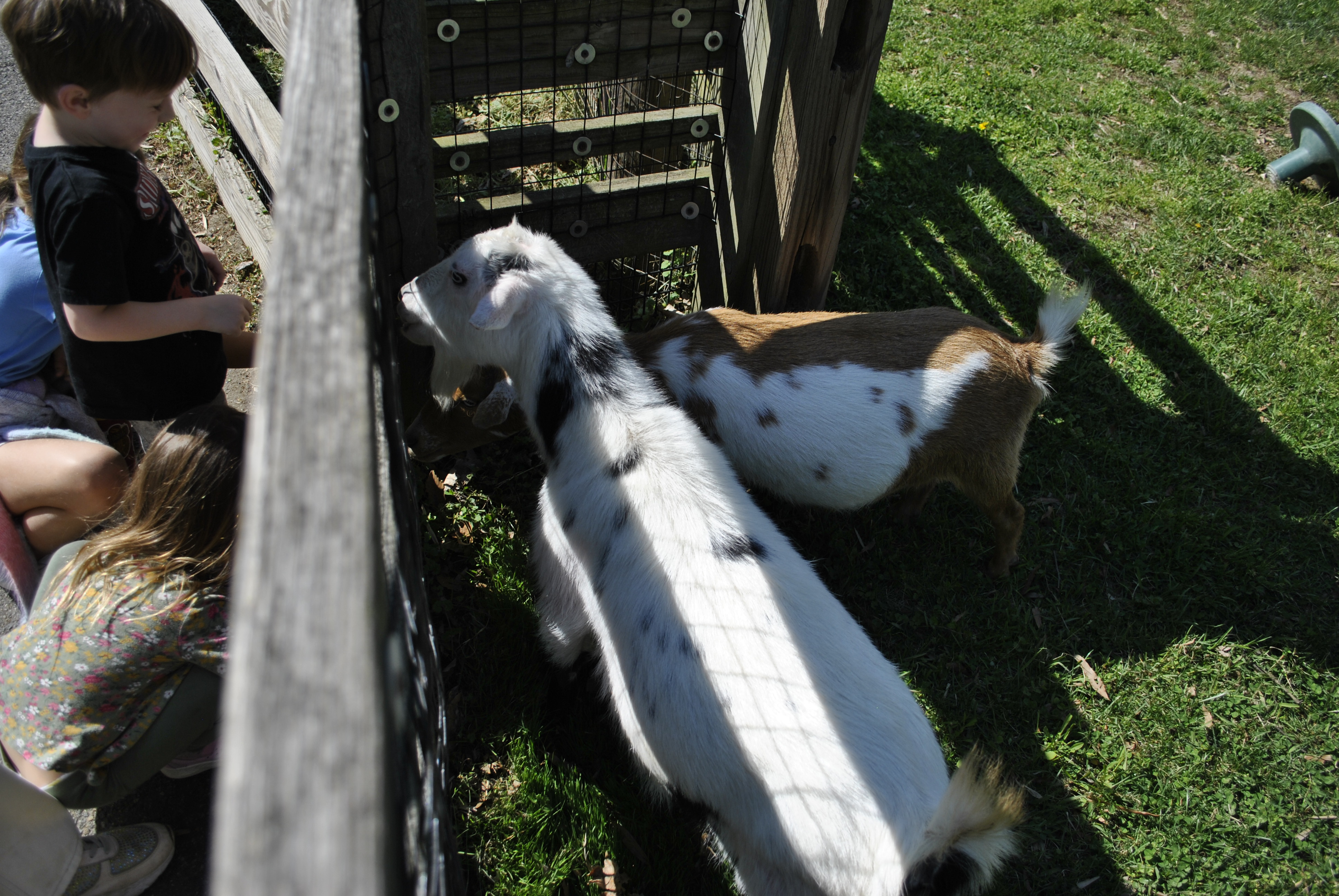 Kids petting goats at the Kids' Farm