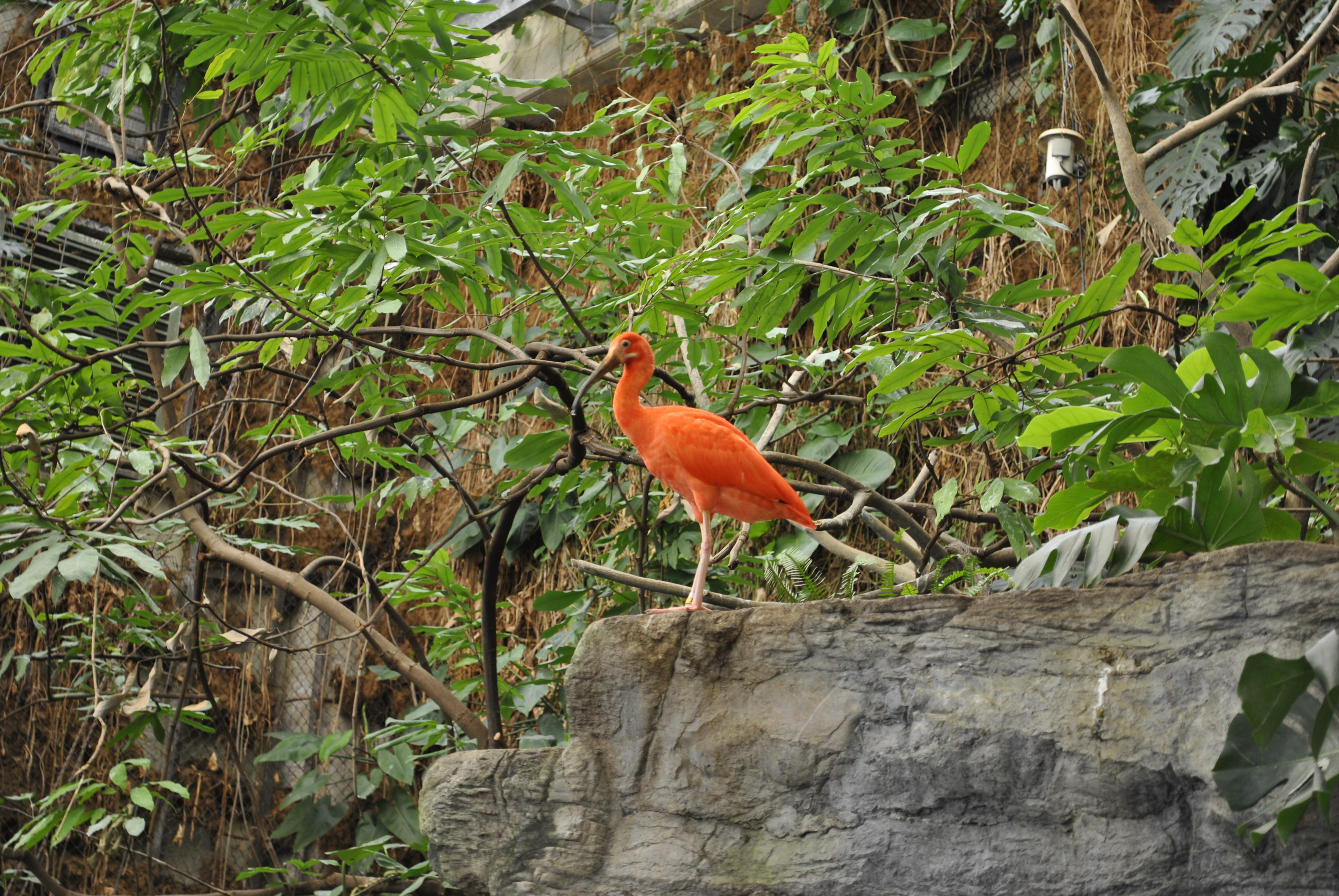 Scarlet ibis perched on a rock in the Bird House