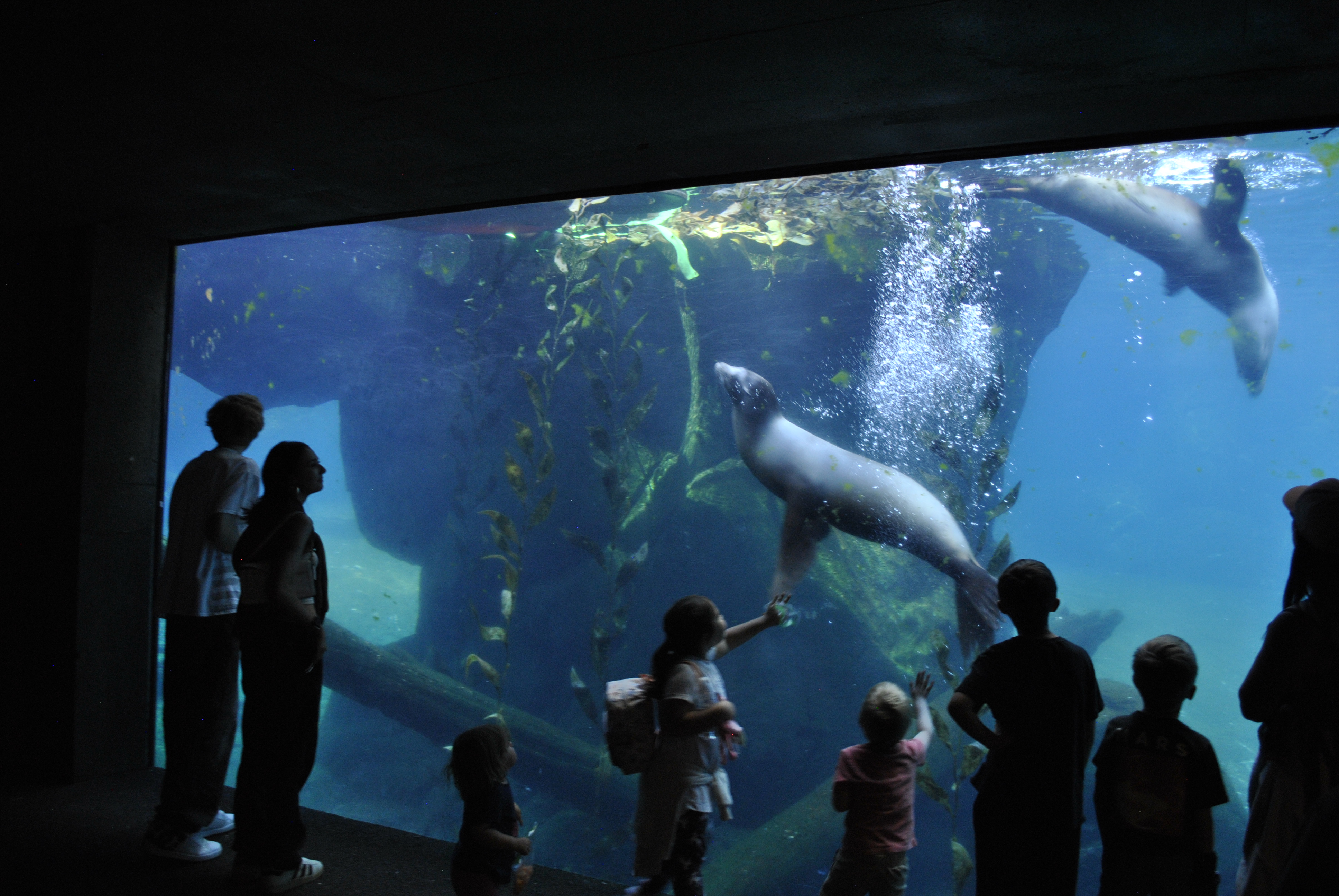 Sea lions swimming past the underwater viewing window