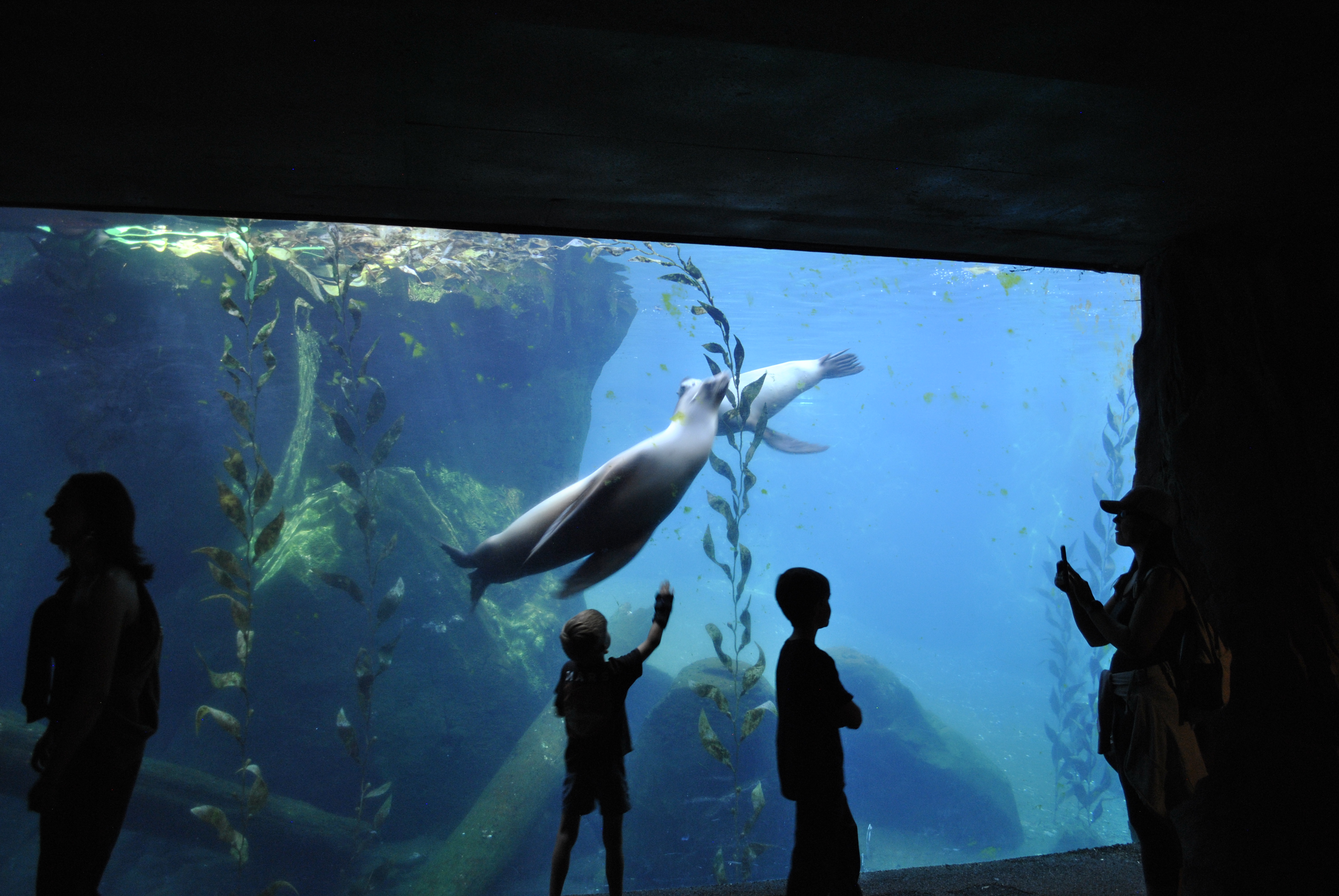 Sea lion gliding through the water as kids watch