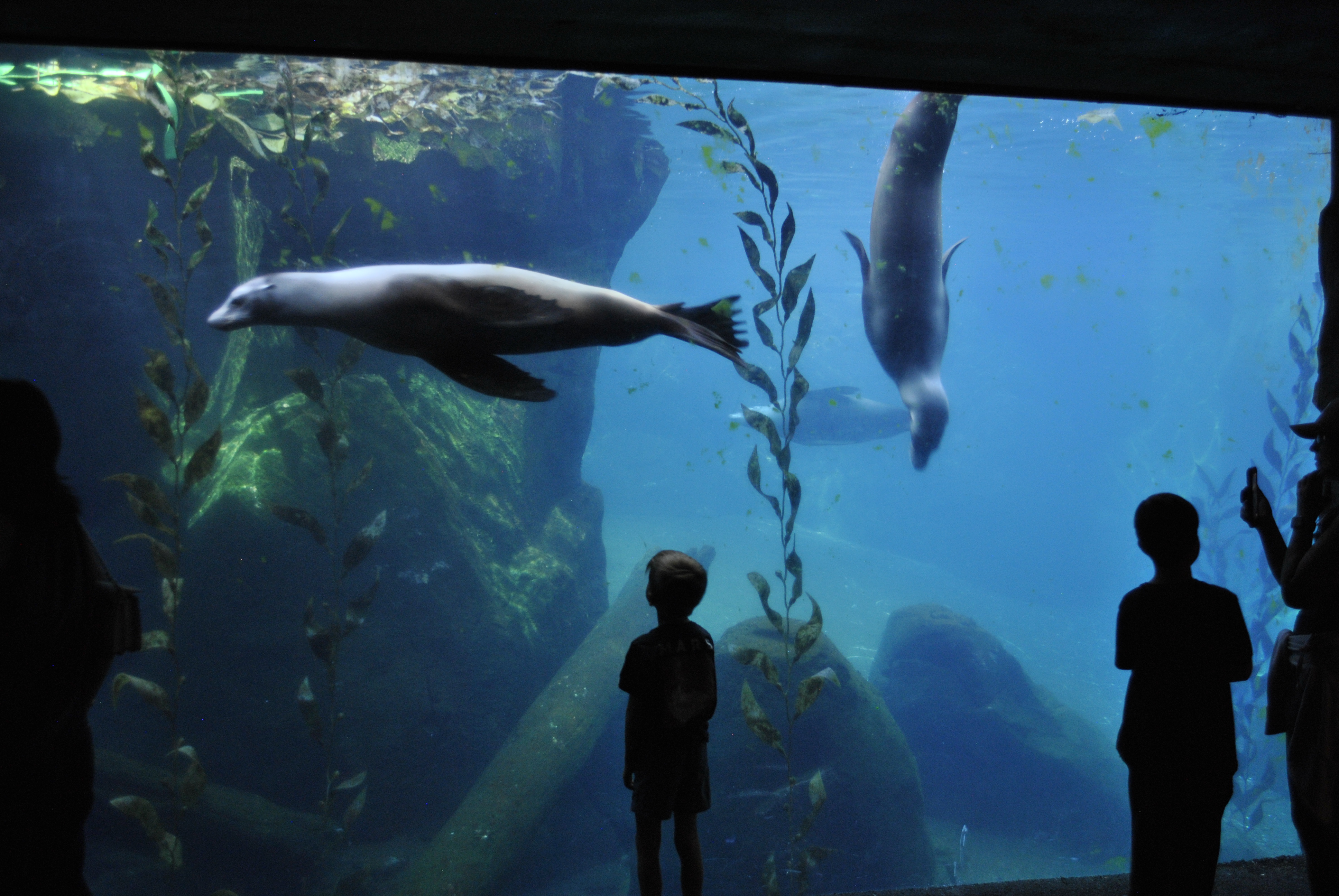 Two sea lions swimming at the American Trail exhibit