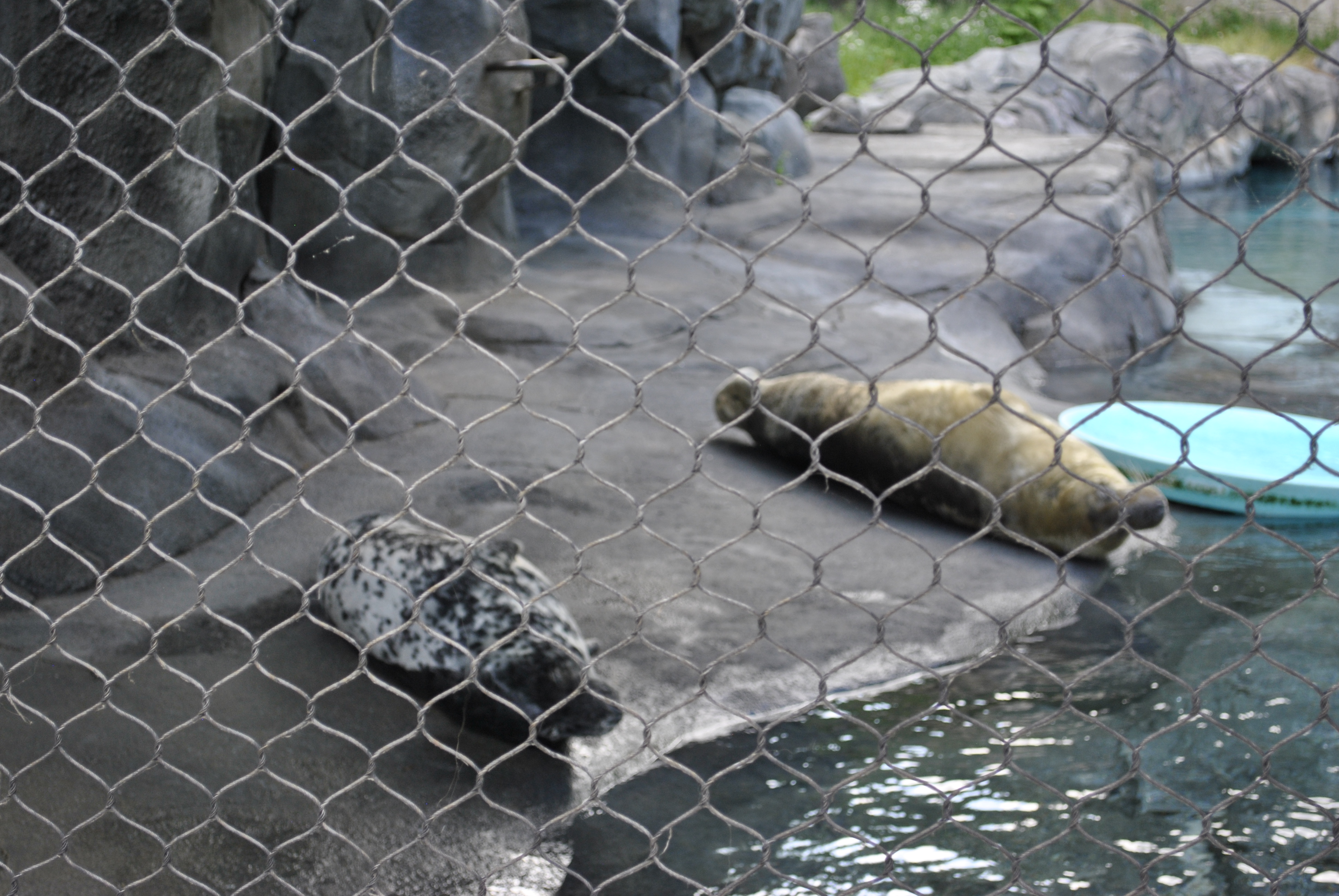 Seals resting on the rocks
