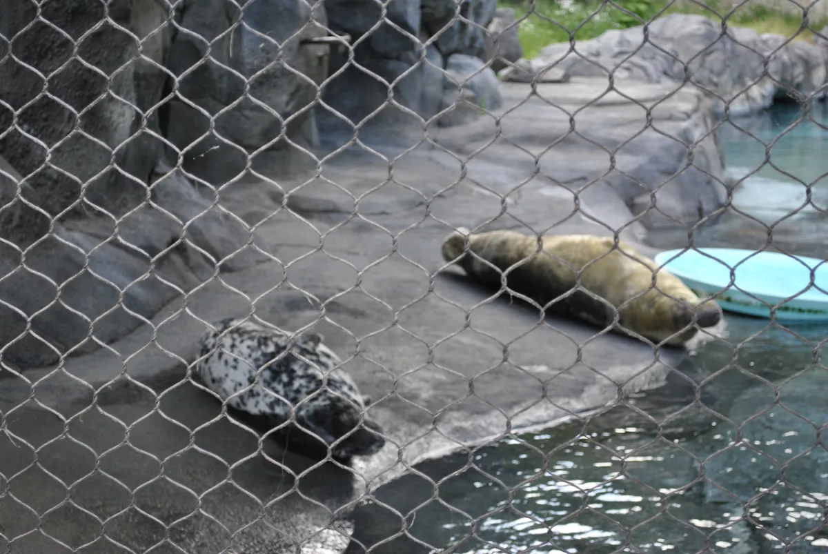 Seals resting on the rocks